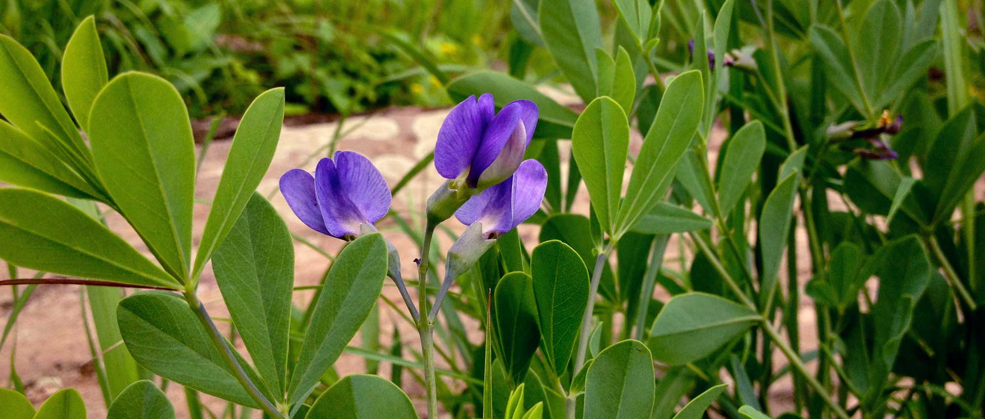 Baptisia of blauwe valse indigo: zaaien, planten en telen