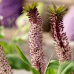 Eucomis of ananaslelie: planten, telen en onderhouden