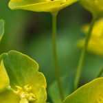Wolfsmelk: planten, telen en onderhouden