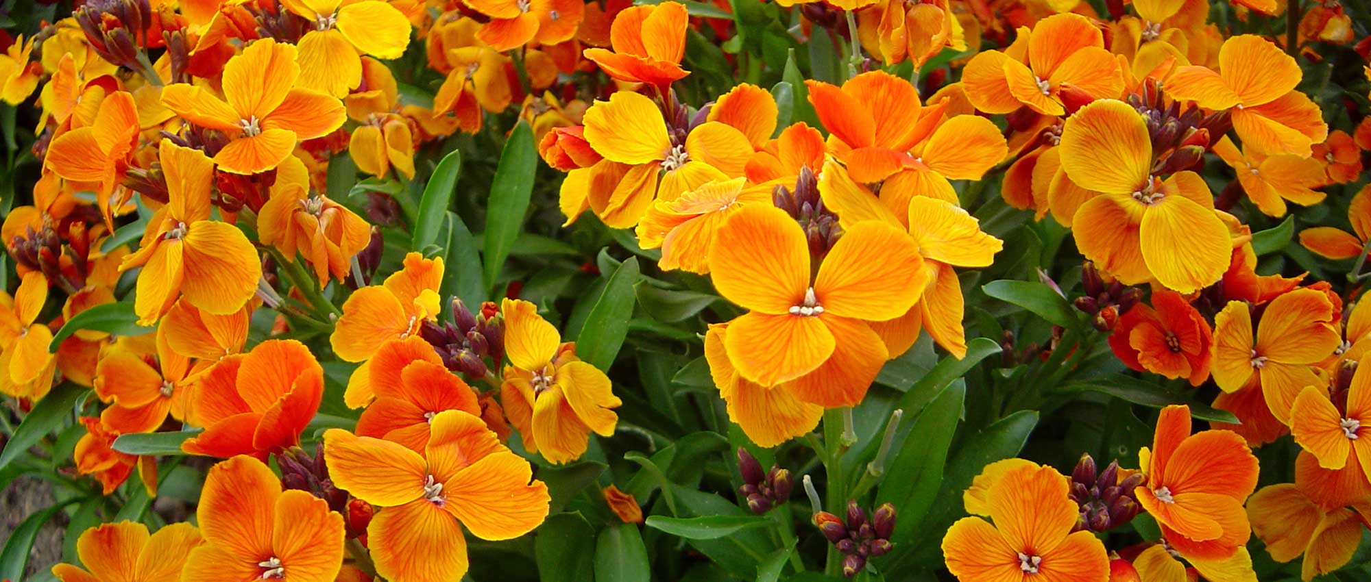 Muurbloemen zaaien, planten, telen en verzorgen