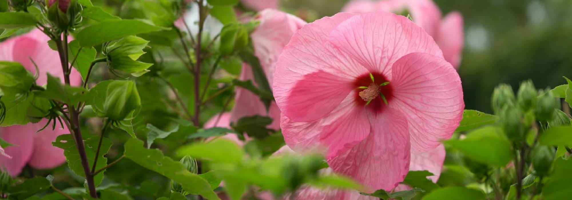 Hibiscus en tuinhibiscus planten, telen en verzorgen