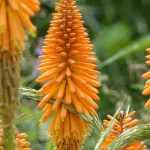 Kniphofia, vuurpijl: planten, telen en onderhouden