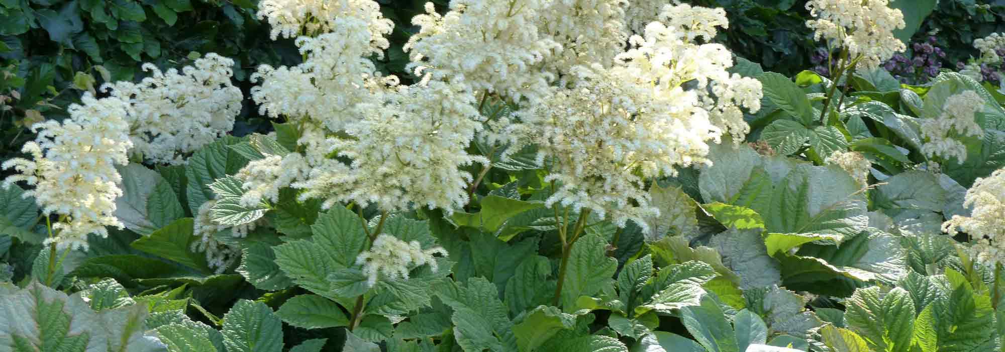 Rodgersia: planten, kweken en verzorgen