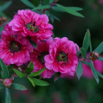 Theeboom (Leptospermum): planten, snoeien en verzorgen