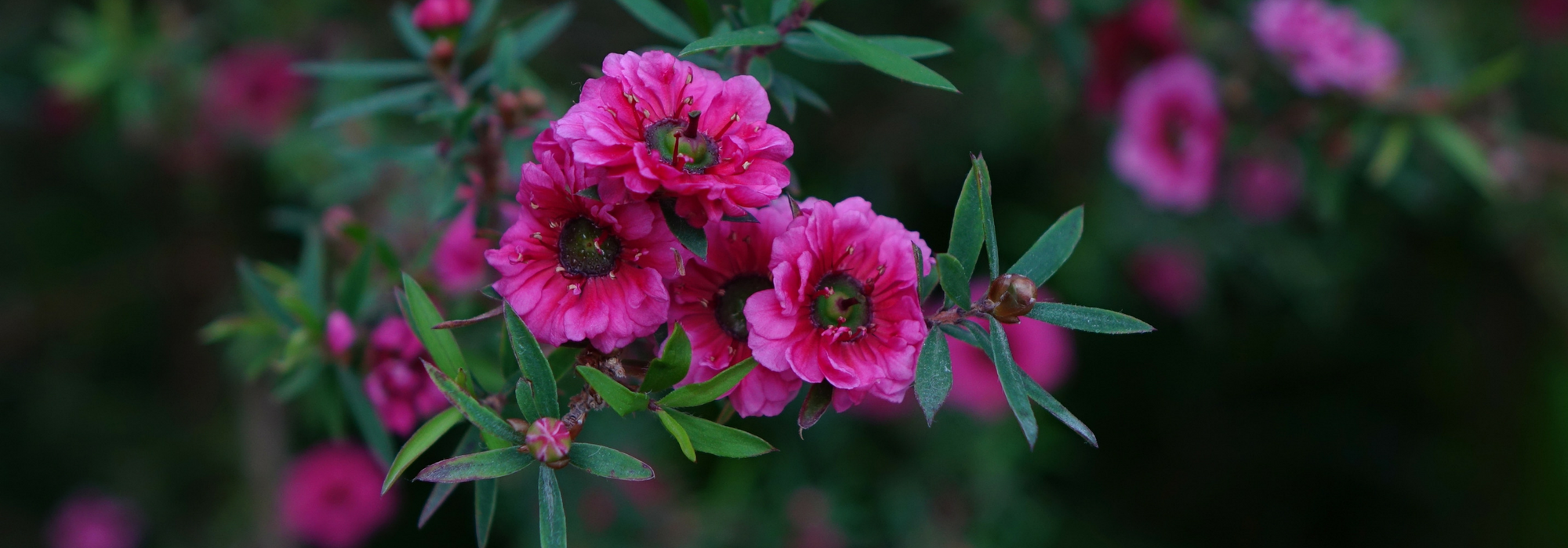 Theeboom (Leptospermum): planten, snoeien en verzorgen