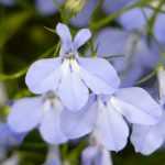 Lobelia, lobelia: zaaien, planten, kweken, onderhoud