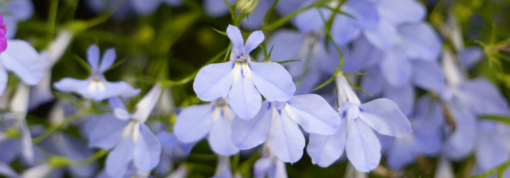 Lobelia, lobelia: zaaien, planten, kweken, onderhoud