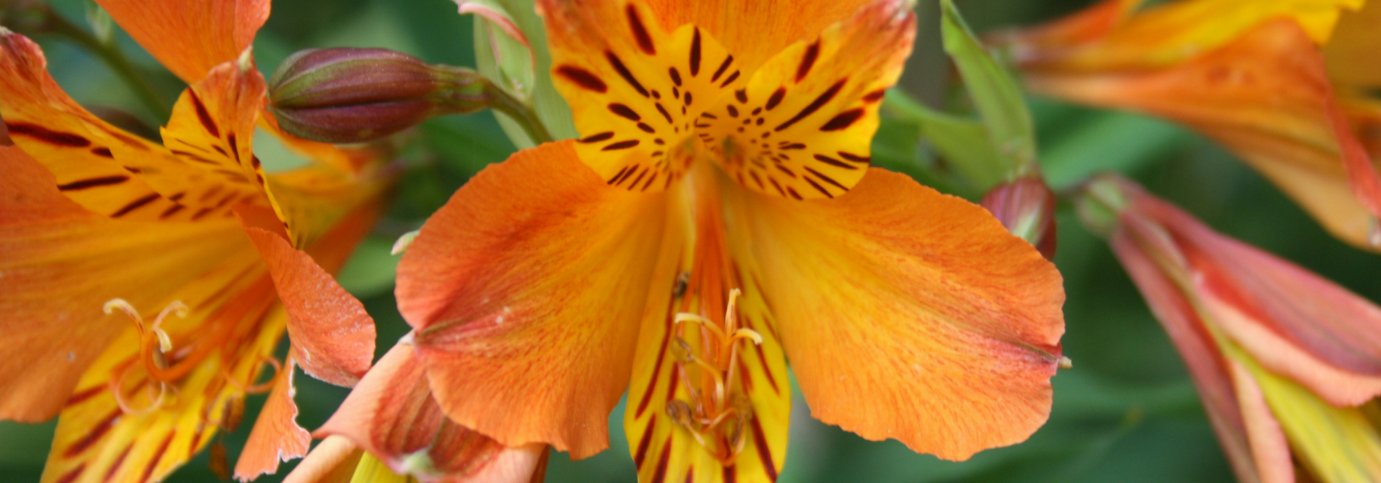 Incalelie, incalelie: planten, telen, onderhouden