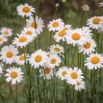 Margriet, Leucanthemum: planten en verzorgen