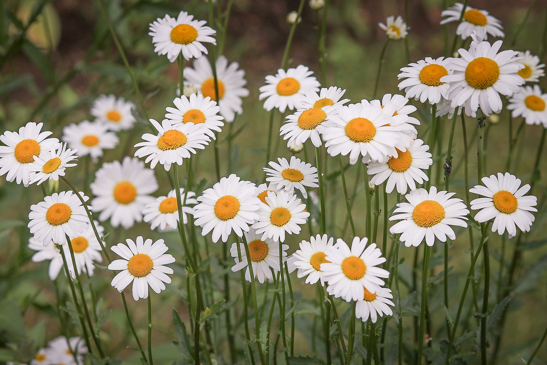 Margriet, Leucanthemum: planten en verzorgen