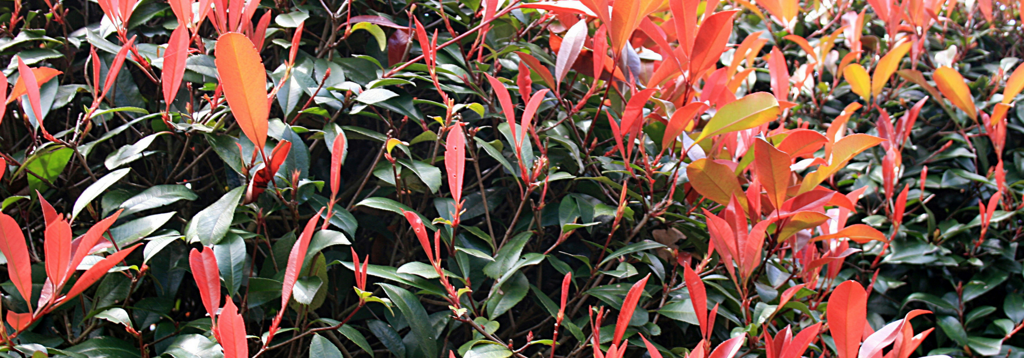 Photinia planten, snoeien en verzorgen