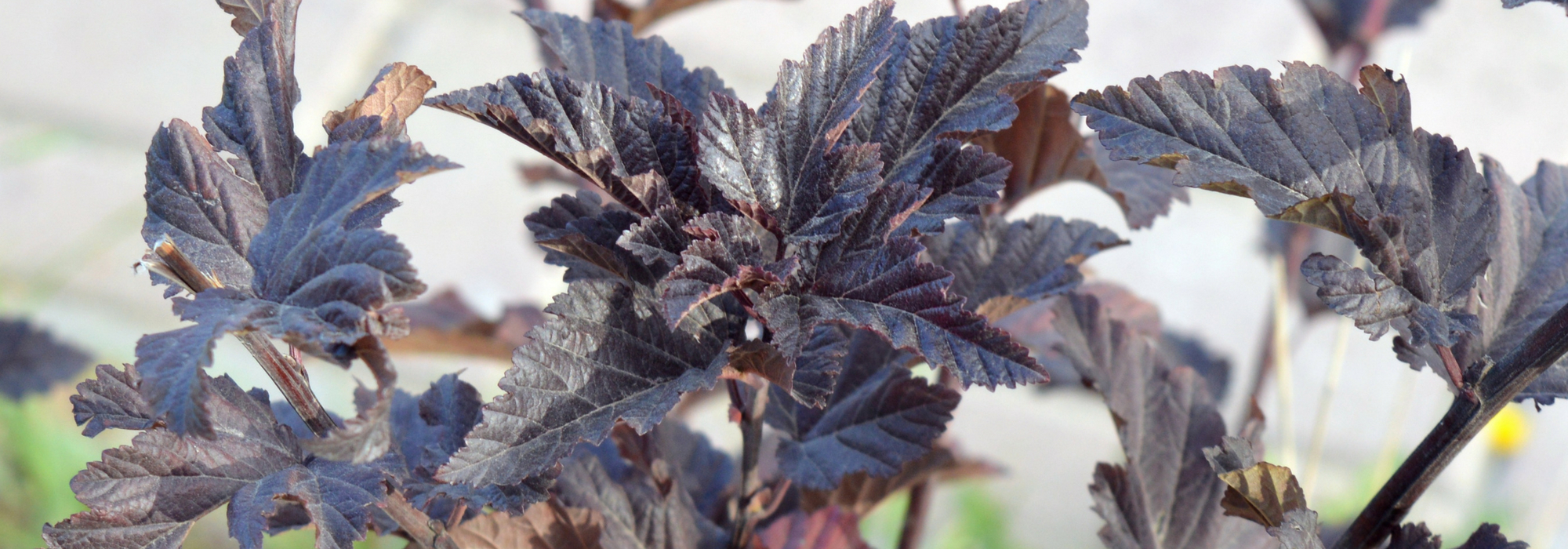 Physocarpus, blaasspirea: planten, snoeien en onderhoud