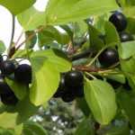 Rhamnus, wegedoorn en sporkehout: planten, snoeien en onderhouden
