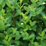 Liguster, Ligustrum: planten, snoeien en onderhouden