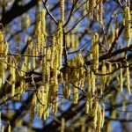 Hazelaar (Corylus): planten, snoeien en onderhouden