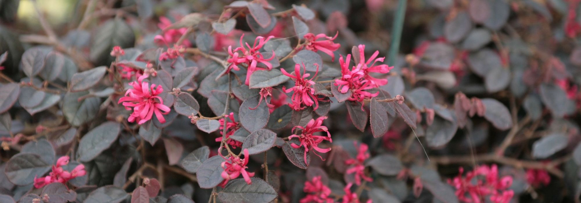 Loropetalum: planten, snoeien en onderhouden