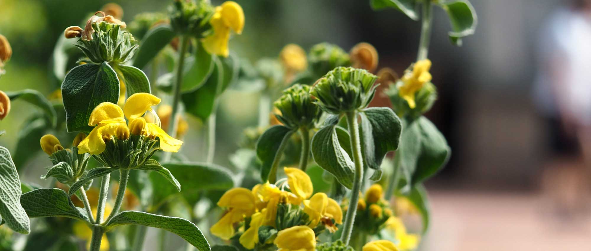 Phlomis (brandkruid): planten, kweken en verzorgen