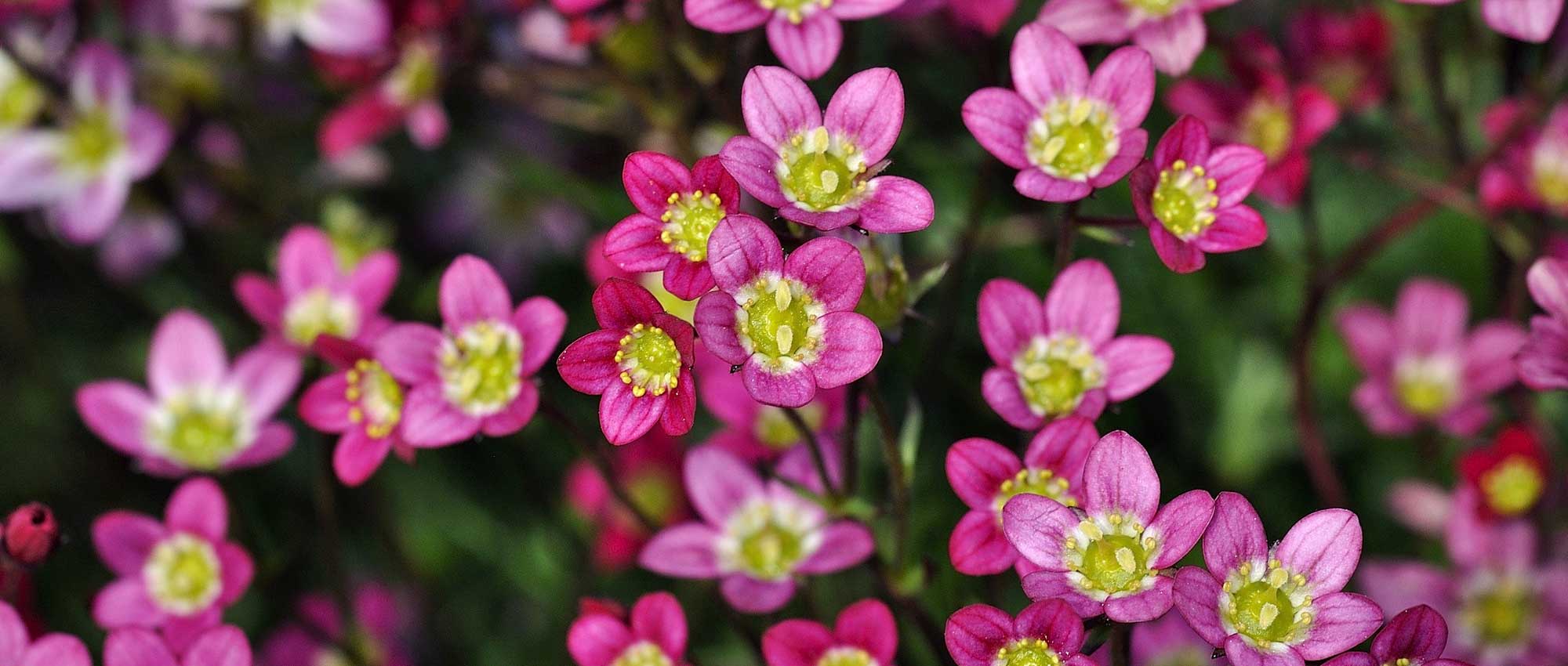 Steenbreek: planten, kweken en verzorgen