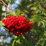 Lijsterbessen, Sorbus: planten, snoeien en onderhouden