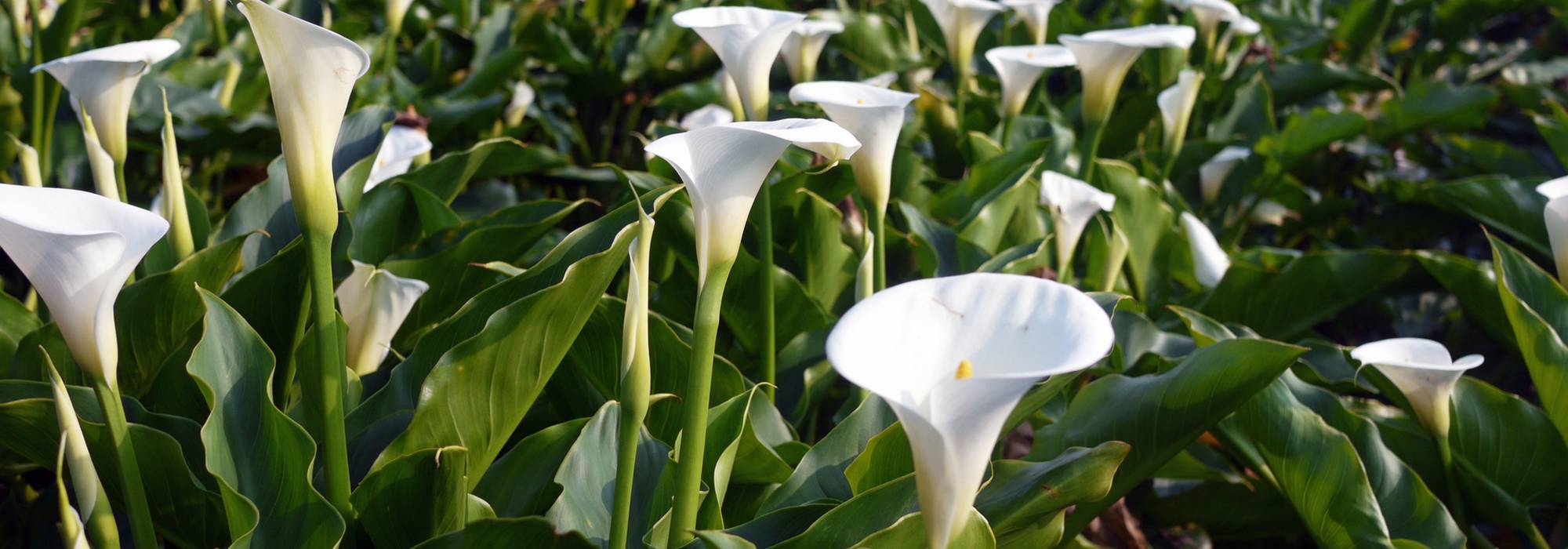 Arons: planten, telen en onderhouden