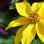 Bidens: planten, kweken en onderhoud