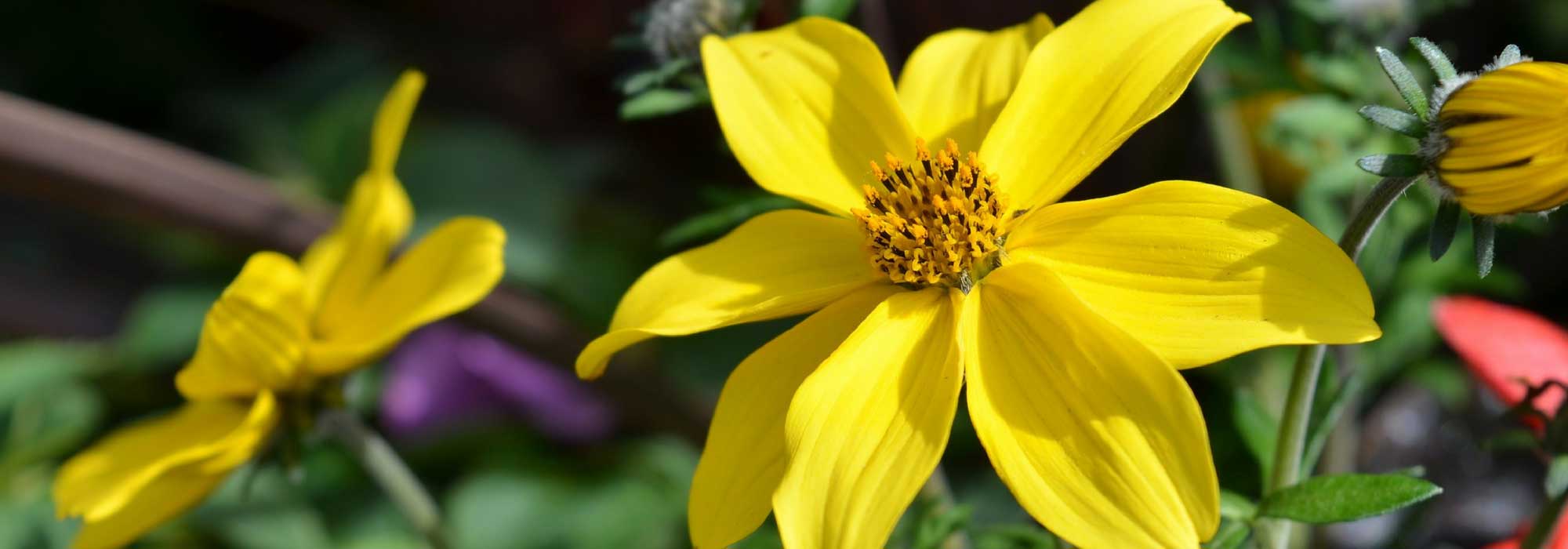 Bidens: planten, kweken en onderhoud