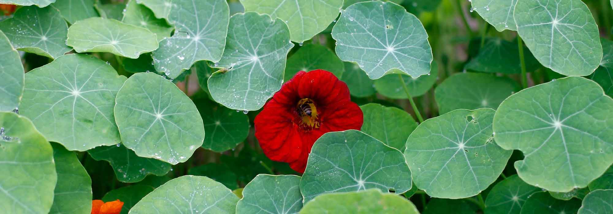 Oost-Indische kers: planten, zaaien en verzorgen