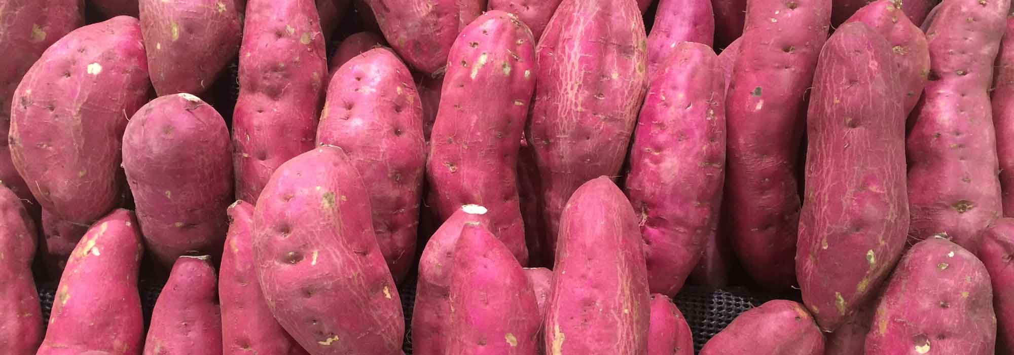 Zoete aardappel kweken voor een goede oogst