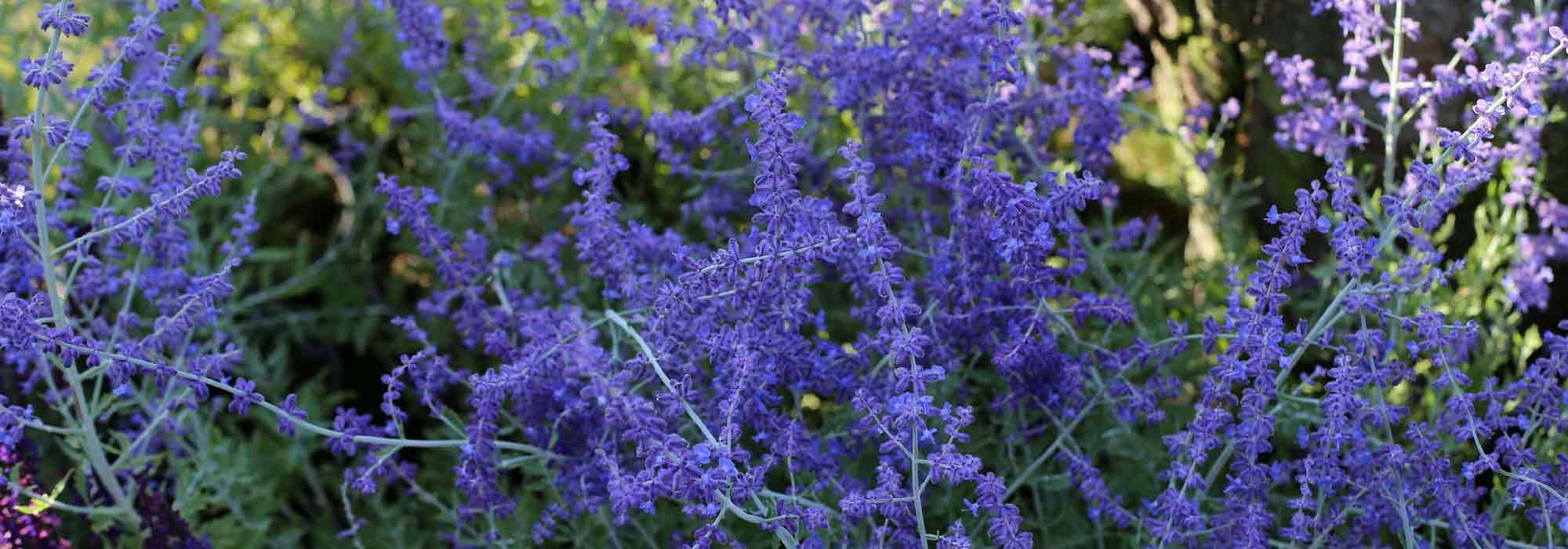 Perovskia, Russische salie: planten, snoeien en onderhoud