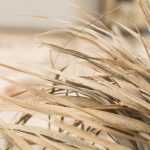 Een droogte overleven