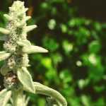 Ezelsoor (Stachys): planten, kweken en verzorgen