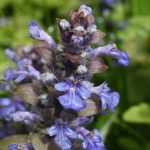 Kruipend zenegroen, Ajuga: planten, telen en onderhouden