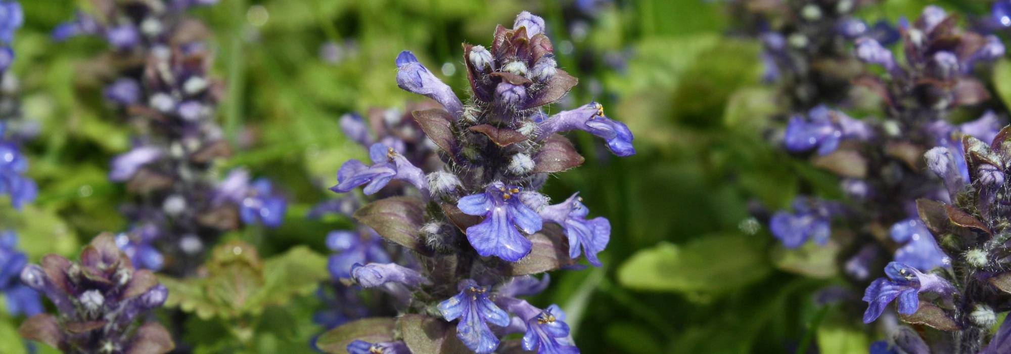 Kruipend zenegroen, Ajuga: planten, telen en onderhouden