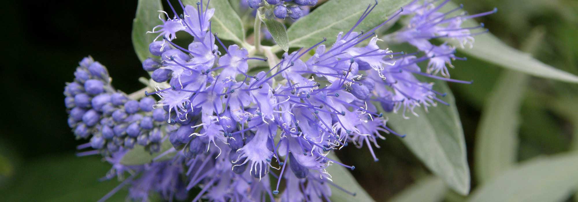 Caryopteris, blauwe spirea: planten, snoeien en verzorgen