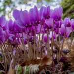 Cyclamen planten, telen en verzorgen