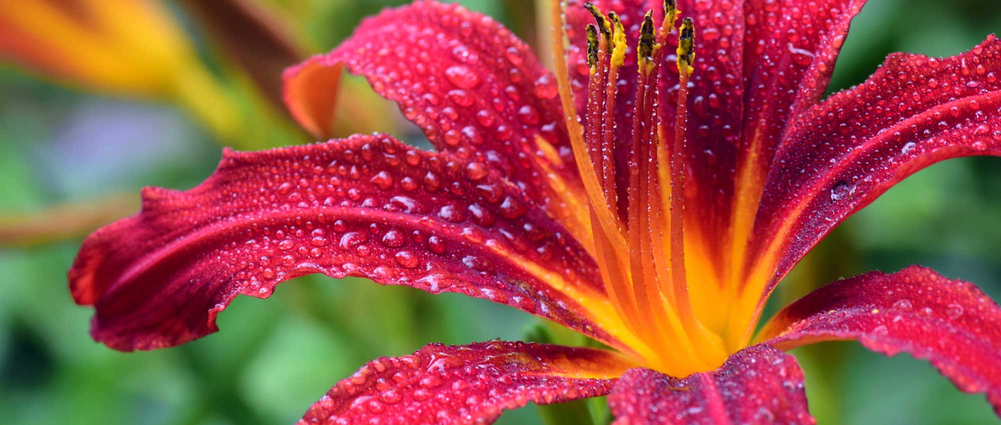 Daglelie: planten, kweken, delen en onderhouden