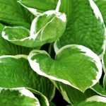Hosta: planten, kweken en verzorgen