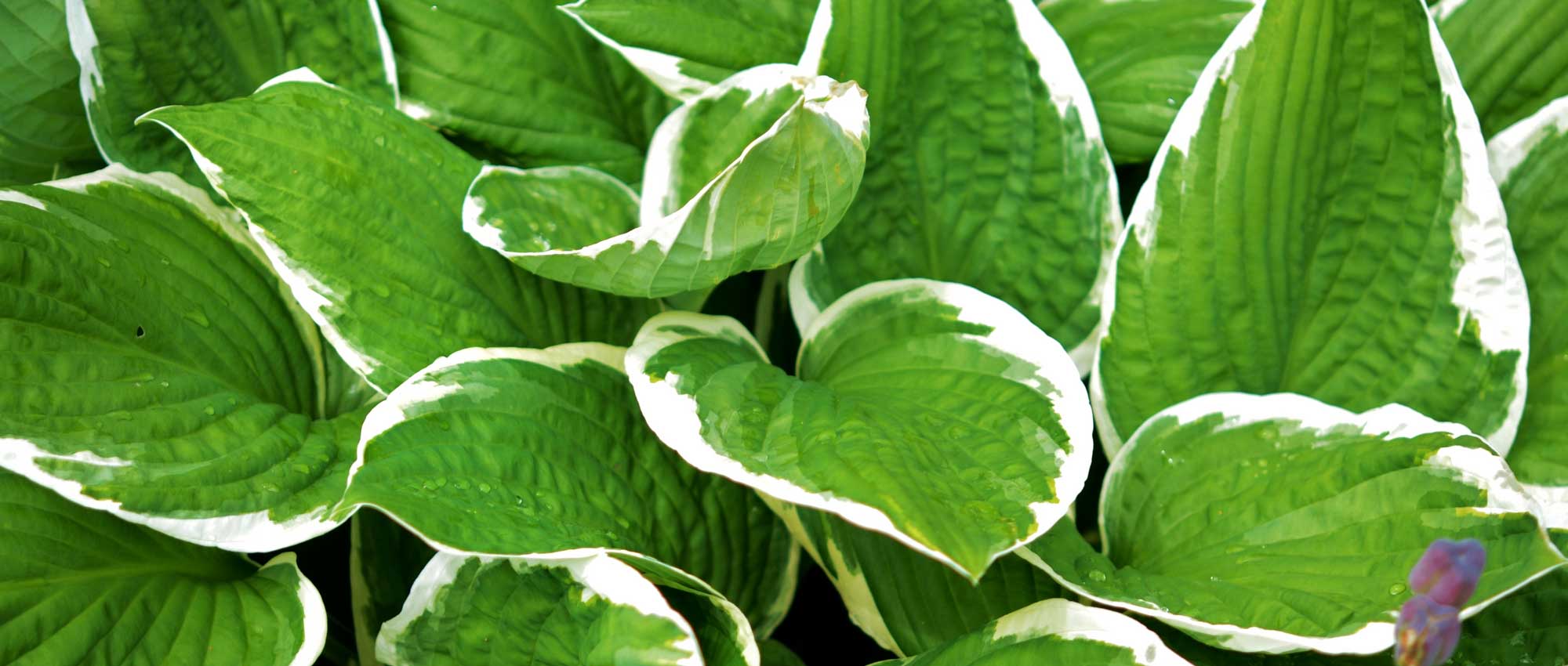 Hosta: planten, kweken en verzorgen