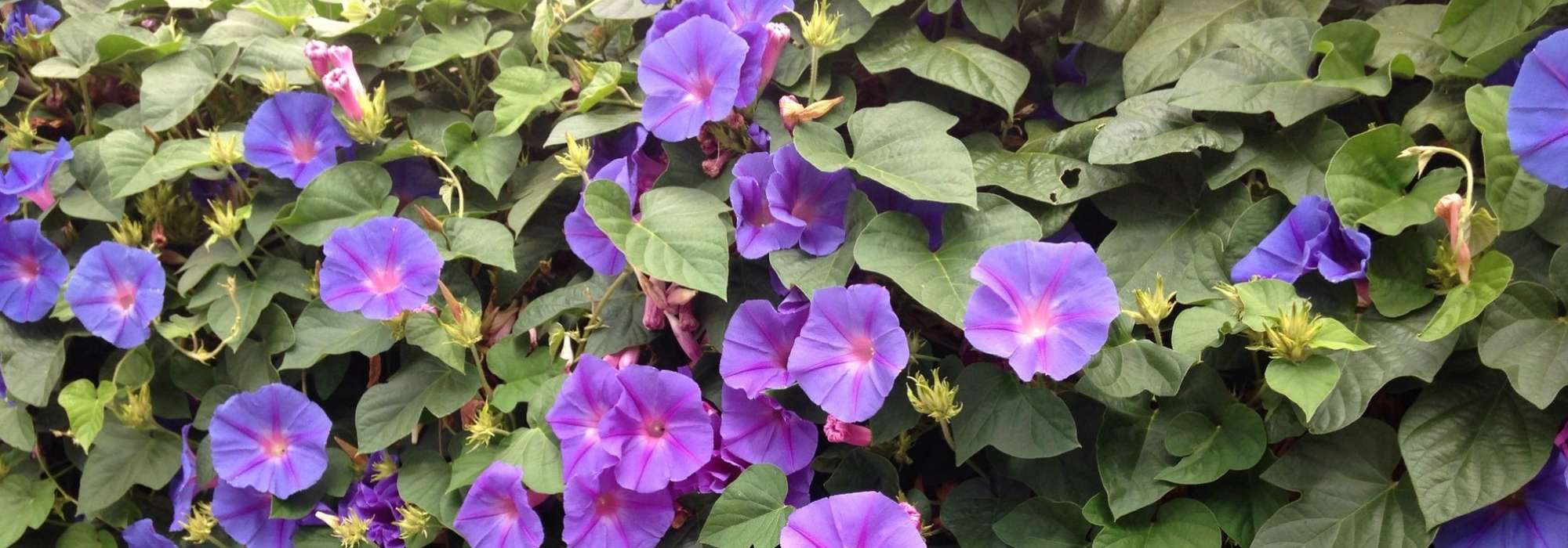 Ipomoea's: zaaien, planten, kweken en verzorgen