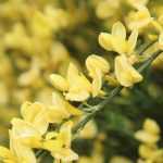 Brem, Cytisus: planten, snoei, onderhoud