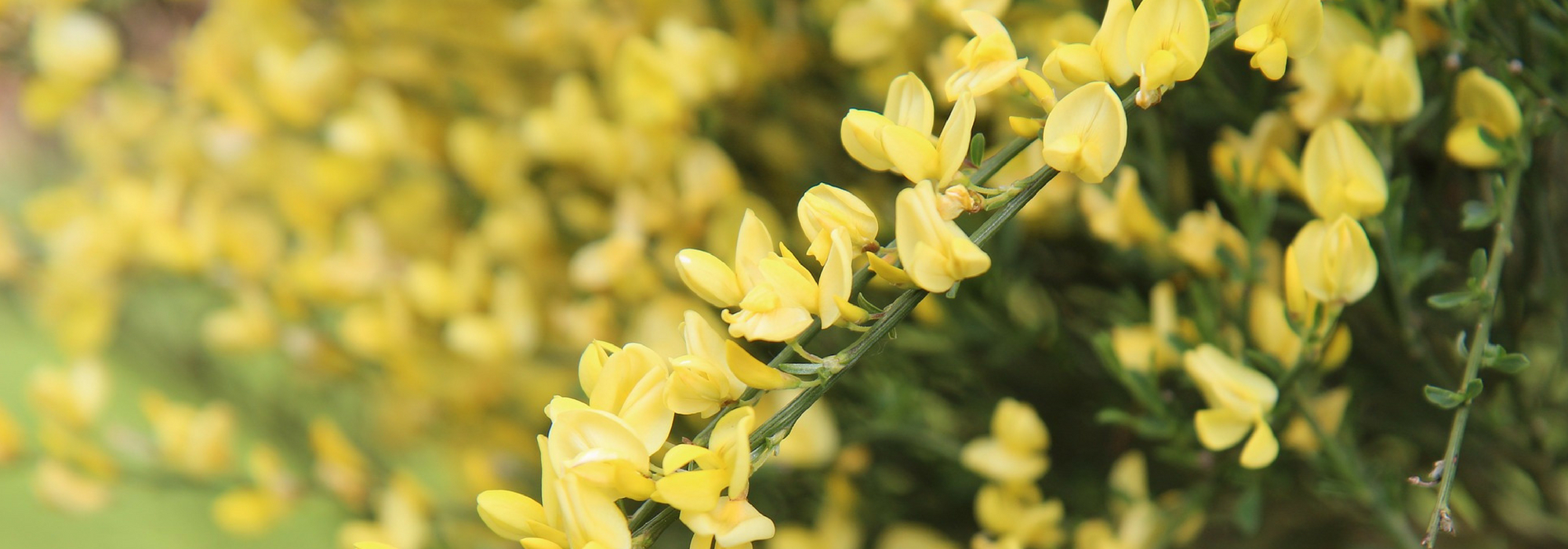 Brem, Cytisus: planten, snoei, onderhoud