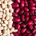 Bonen zaaien, telen en oogsten in de moestuin