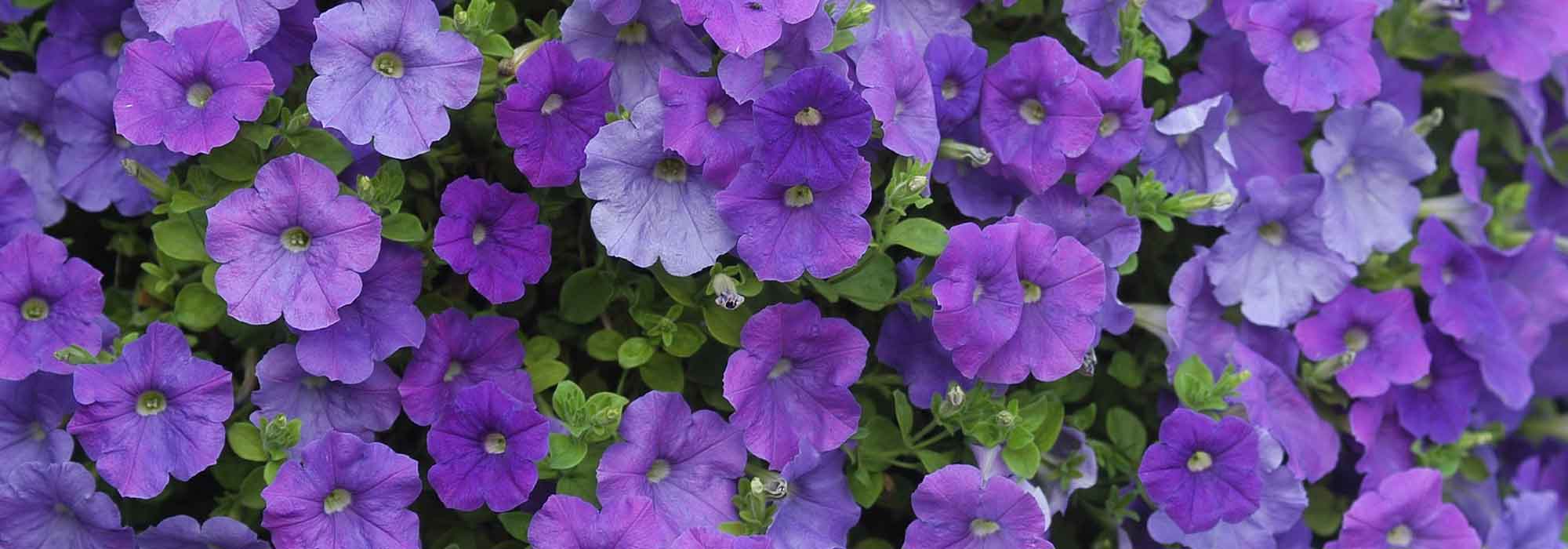 Petunia, Surfinia, Calibrachoa: planten, zaaien en verzorgen
