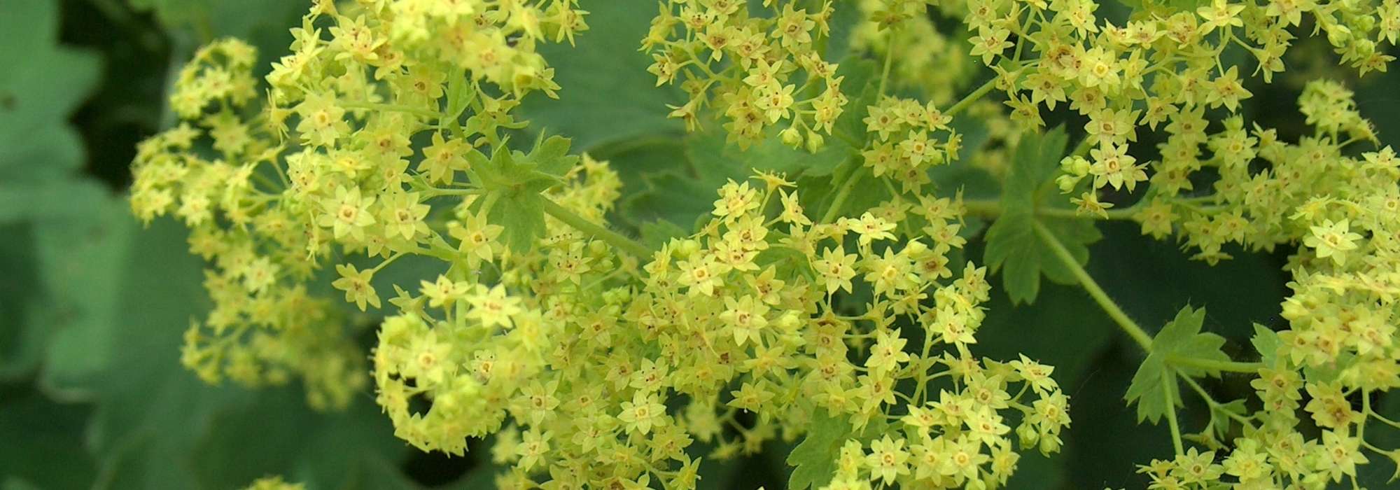 Vrouwenmantel: planten, kweken en onderhoud