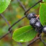 Appelbes (Aronia): planten, snoeien en verzorgen