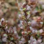 Berberis, zuurbes: planten, snoeien en onderhouden