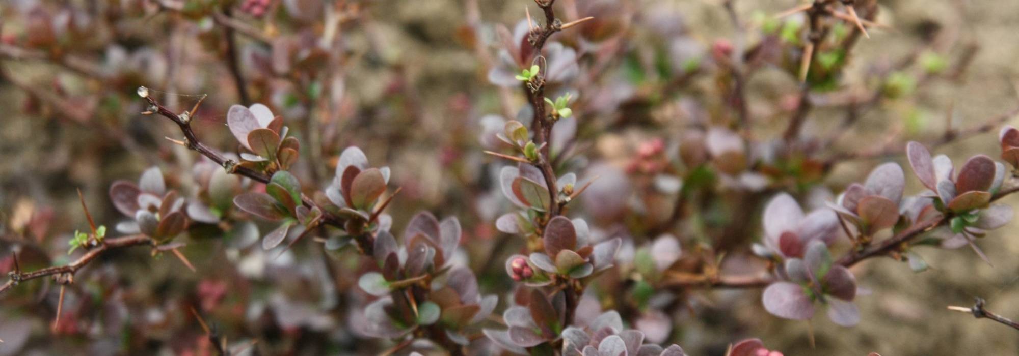 Berberis, zuurbes: planten, snoeien en onderhouden