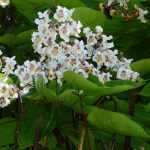 Catalpa: planten, snoei en onderhoud