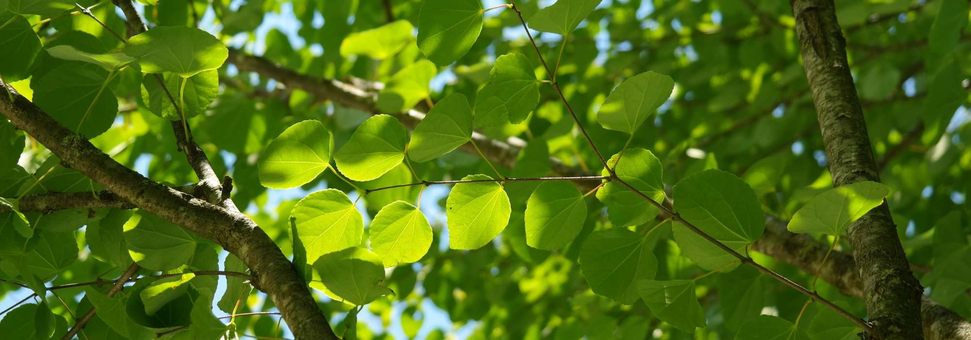 Katsuraboom, Cercidiphyllum: planten, snoeien en verzorgen