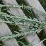 Lavendel stekken: geïllustreerde handleiding